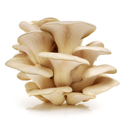 Cluster of fresh Elm Oyster Mushrooms