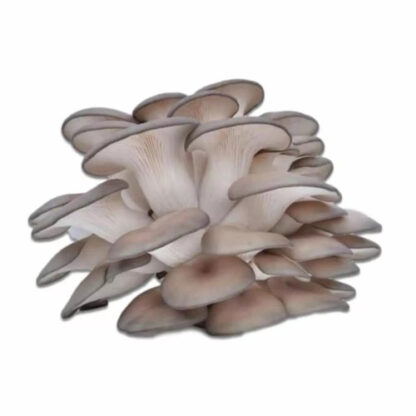 Cluster of fresh Grey Oyster Mushrooms