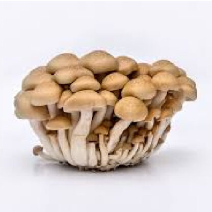 Cluster of Honey Beech mushrooms on a white background