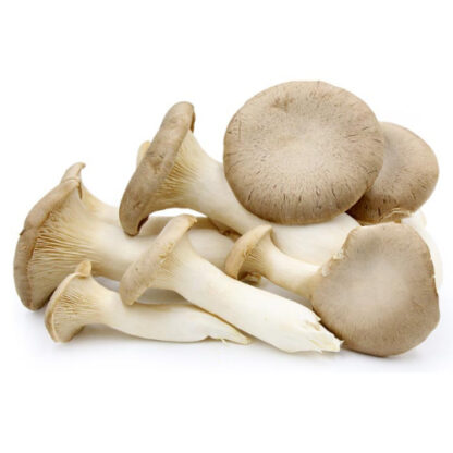 Group of fresh King Oysters on a white background