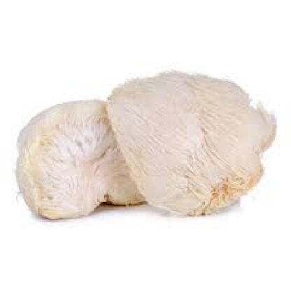 Fresh lions mane mushrooms on a white background